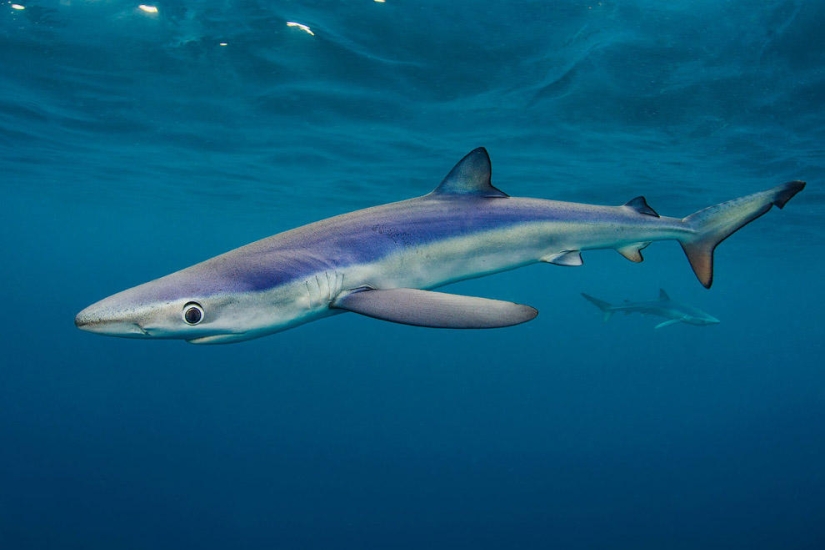 British Wildlife Competition Winners 2014