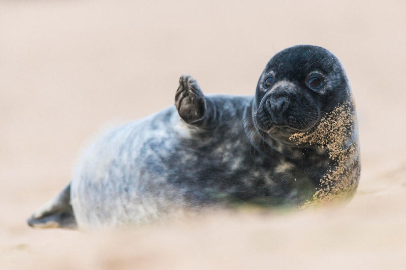 British Wildlife Competition Winners 2014