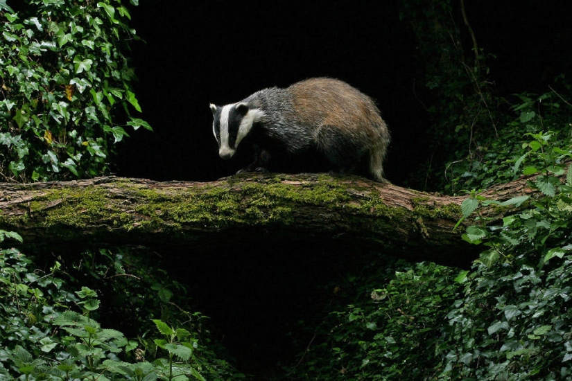 British Wildlife Competition Winners 2014