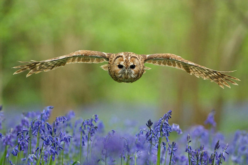 British Wildlife Competition Winners 2014