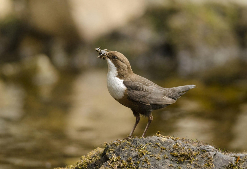 British Wildlife Competition Winners 2014