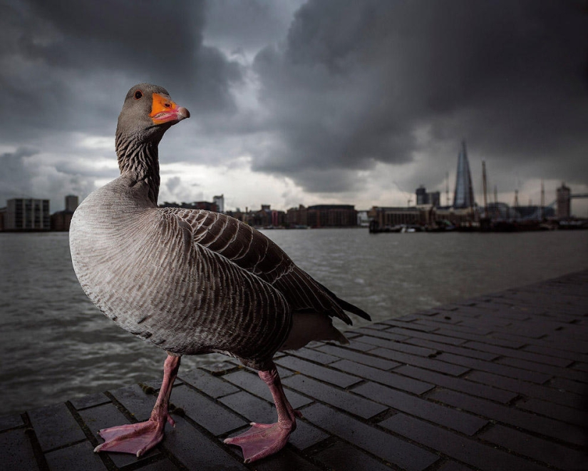 British Wildlife Competition Winners 2014