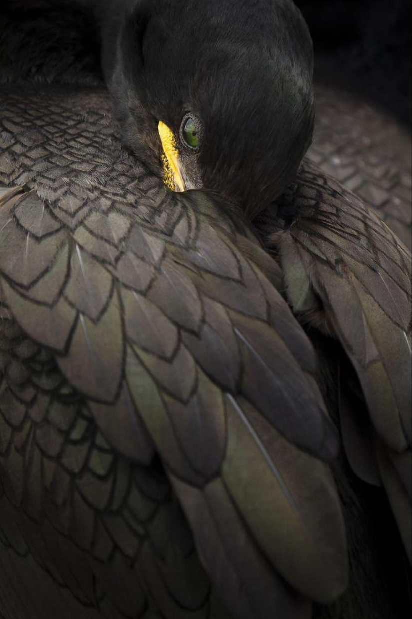 British Wildlife Competition Winners 2014