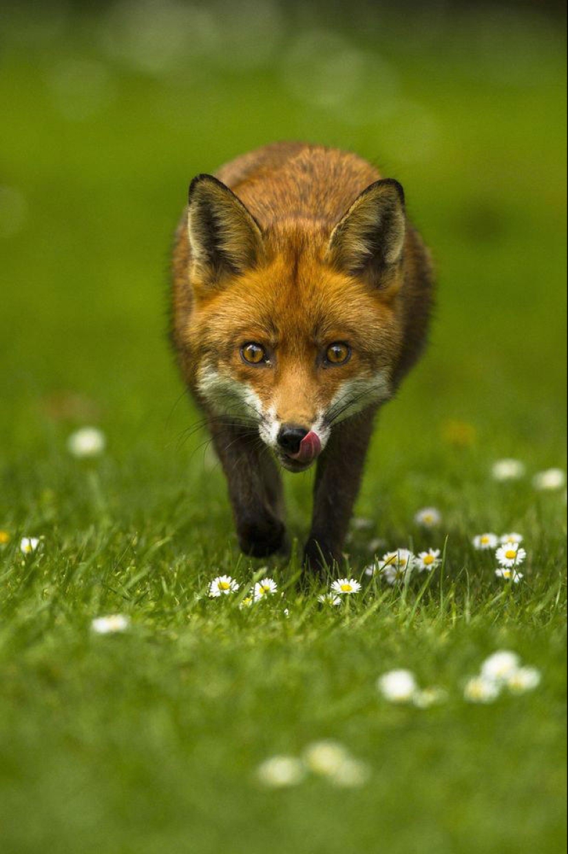 British Wildlife Competition Winners 2014