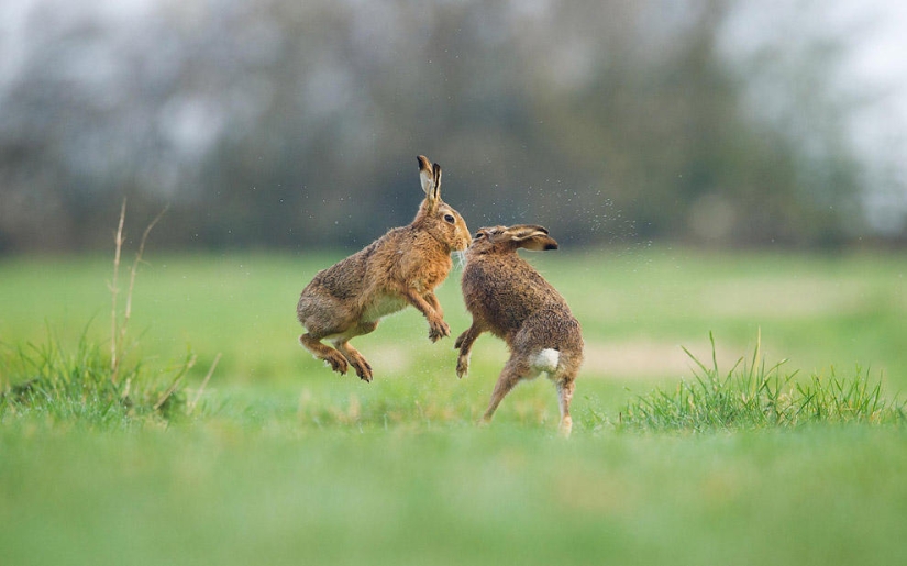 British Wildlife Competition Winners 2014