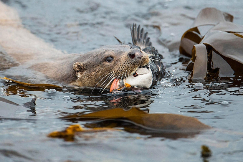 British Wildlife Competition Winners 2014