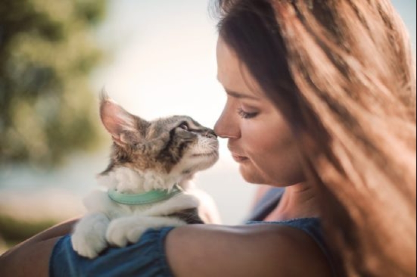 Bueno y esponjoso: el estudio demuestra que el gato de la señora no es sola histérica