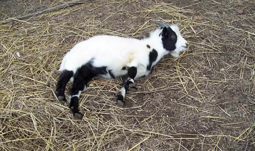 cabras desmayadas