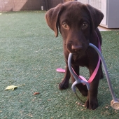 Cachorro de chocolate nació con "paladar hendido", pero un veterinario lo salvó de la eutanasia