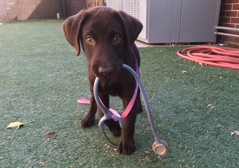 Cachorro de chocolate nació con "paladar hendido", pero un veterinario lo salvó de la eutanasia
