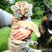 Cachorro de tigre abandonado por su madre es criado por perros