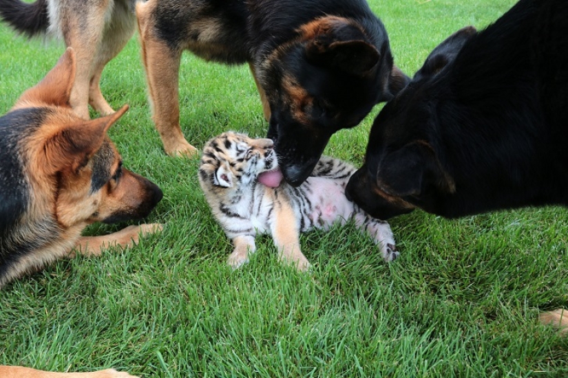 Cachorro de tigre abandonado por su madre es criado por perros