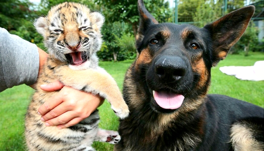 Cachorro de tigre abandonado por su madre es criado por perros