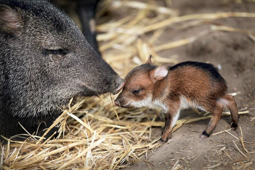 Cachorros de animales raros que apenas has visto