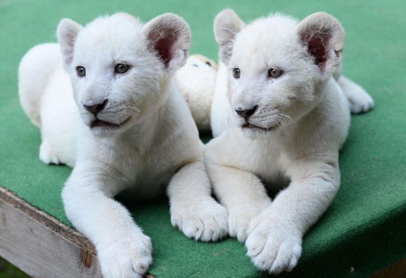 Cachorros de león blanco se han convertido en las estrellas de un zoológico privado