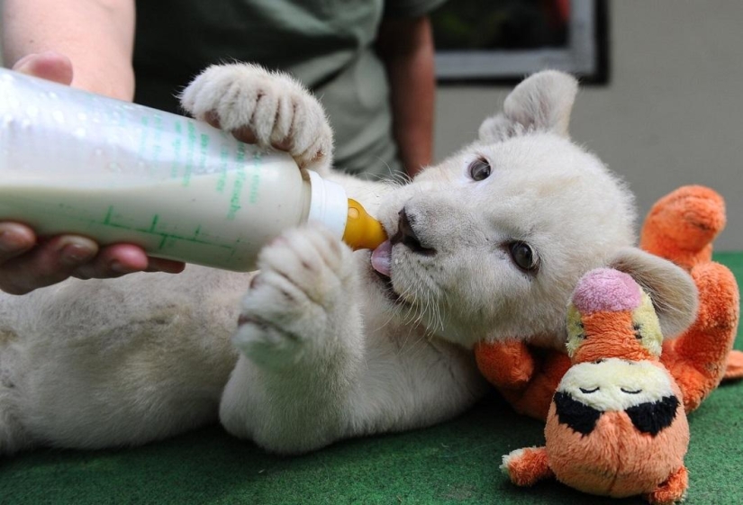 Cachorros de león blanco se han convertido en las estrellas de un zoológico privado