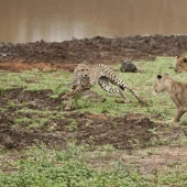 Cachorros de león pelearon con un guepardo