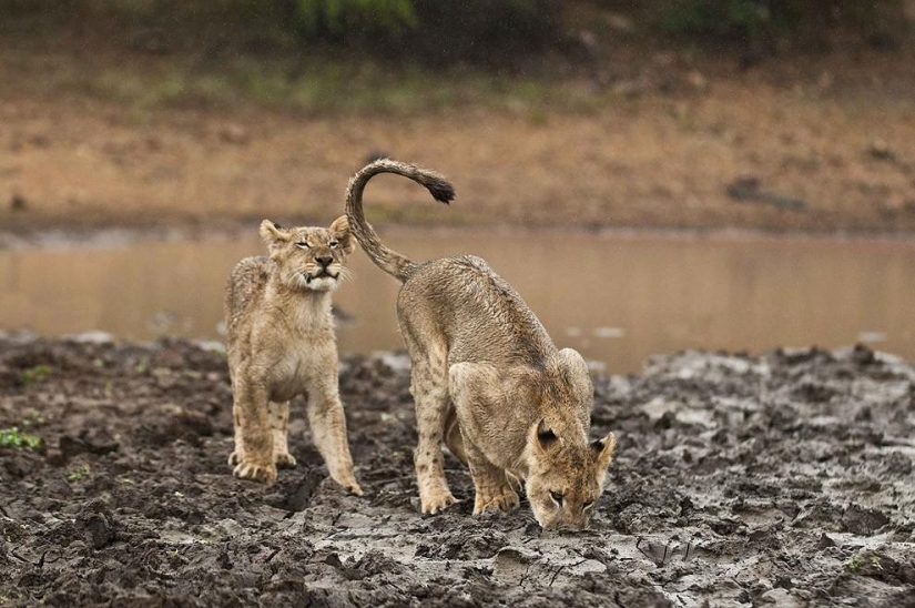 Cachorros de león pelearon con un guepardo