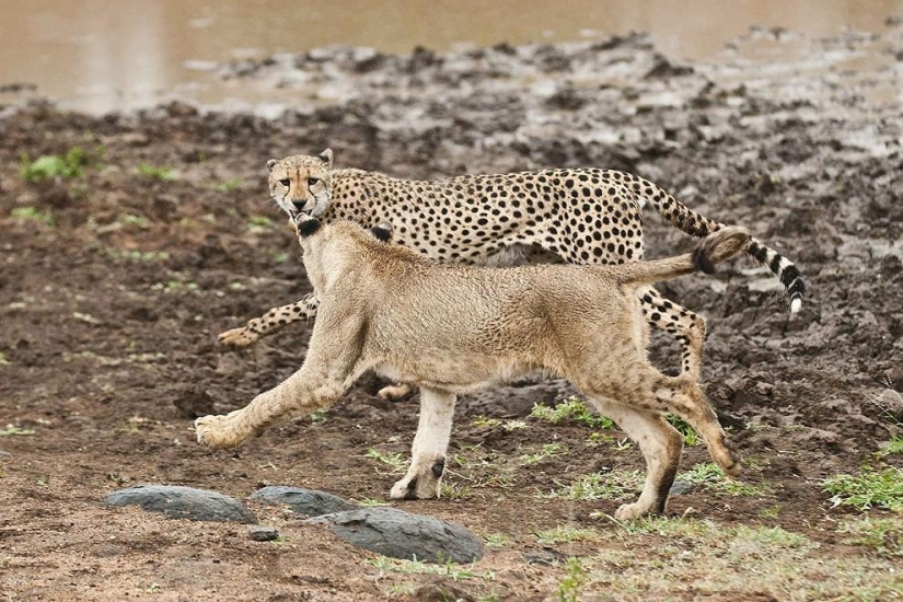Cachorros de león pelearon con un guepardo
