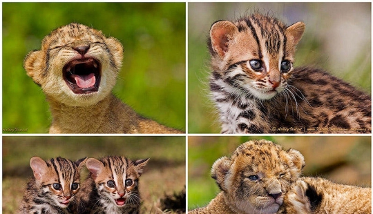 Cachorros de león y gatos de bengala Cachorros de león y gatos de bengala