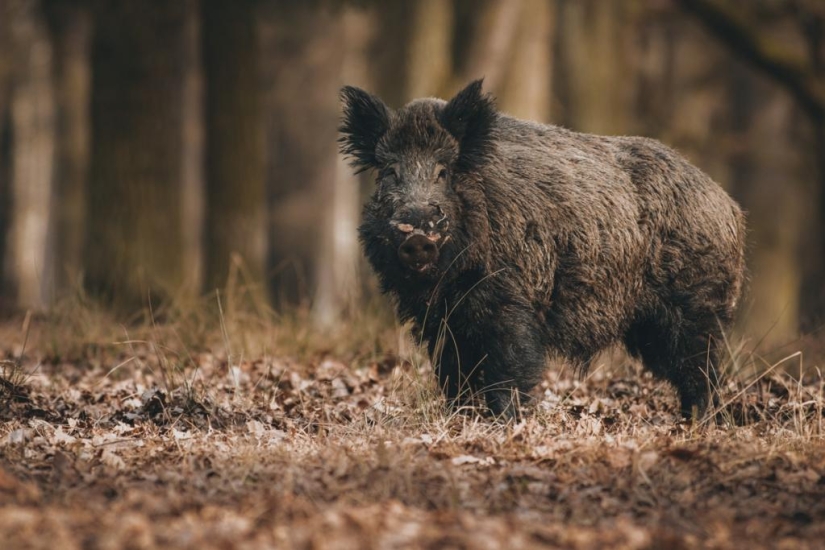 Canadian super pigs attacked the northern states of the USA