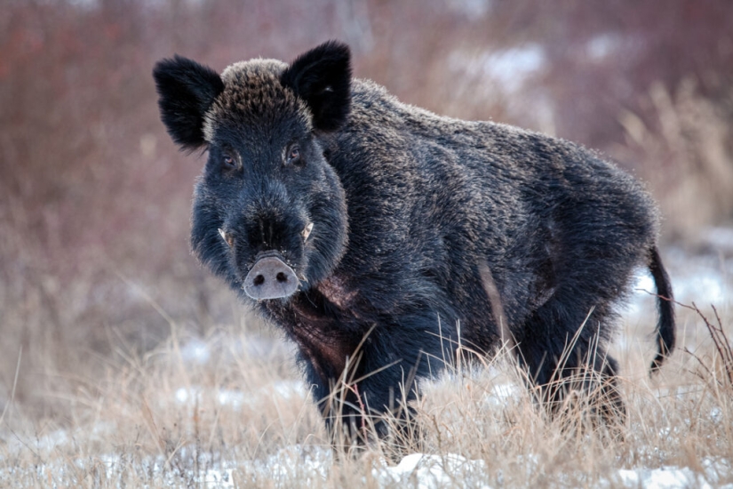 Canadian super pigs attacked the northern states of the USA