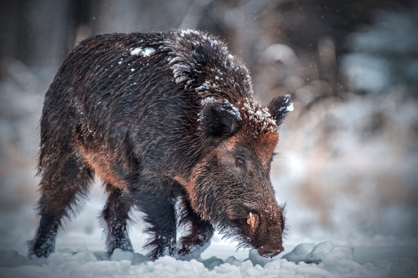 Canadian super pigs attacked the northern states of the USA