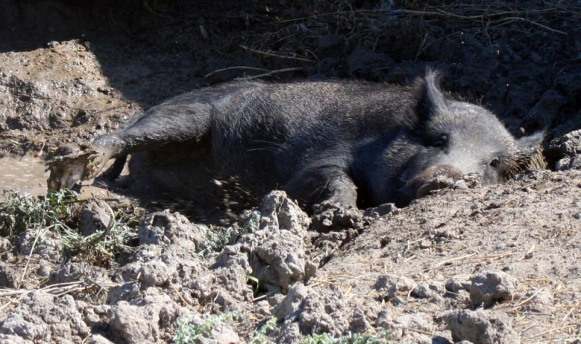 Canadian super pigs attacked the northern states of the USA