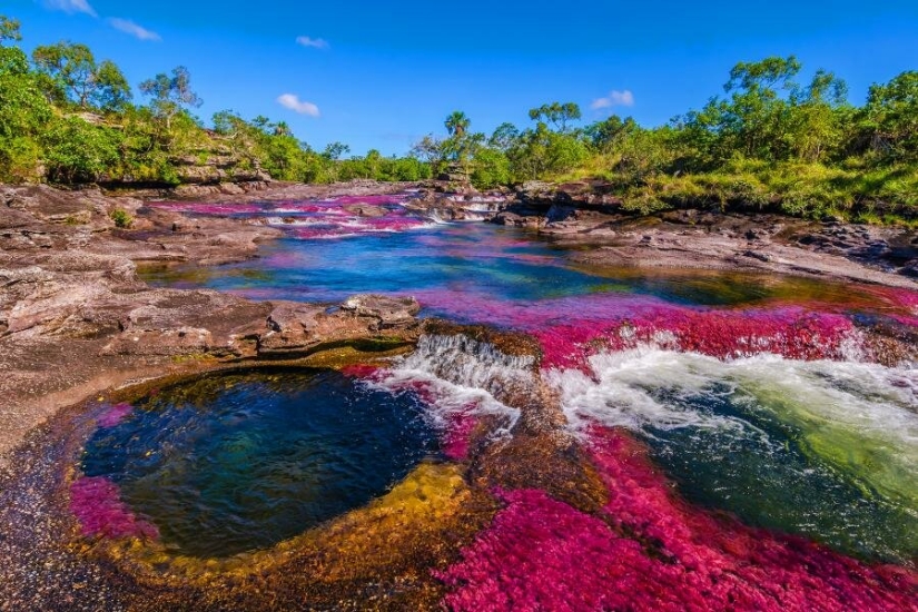 Canio Cristales-el río más hermoso de la Tierra
