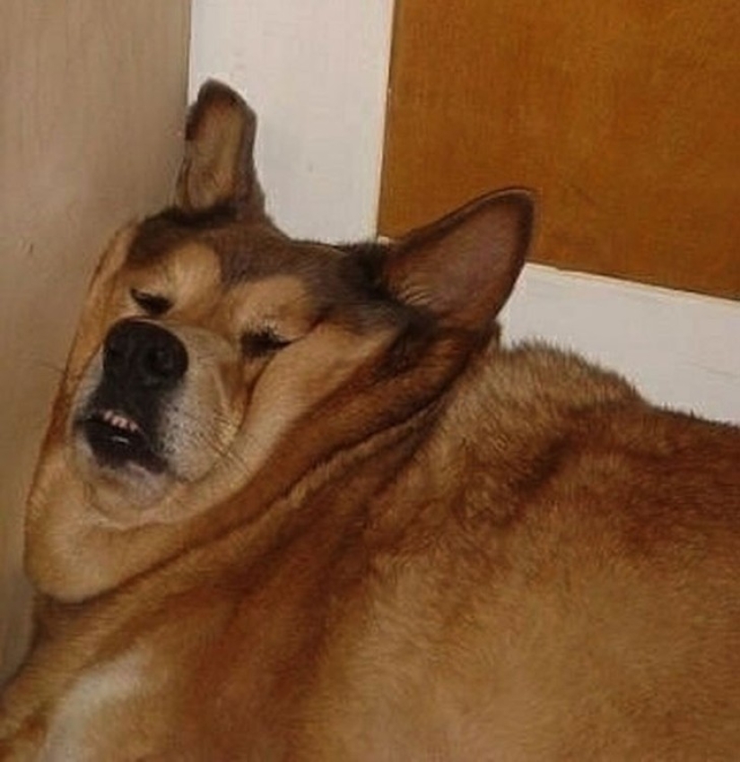 Cansado de dormir cachorros, durmiendo en un tazón