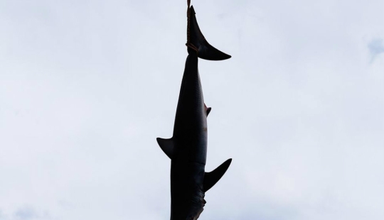 Captura, pez grande: la belleza y el horror del campeonato de pesca de tiburones monstruosos