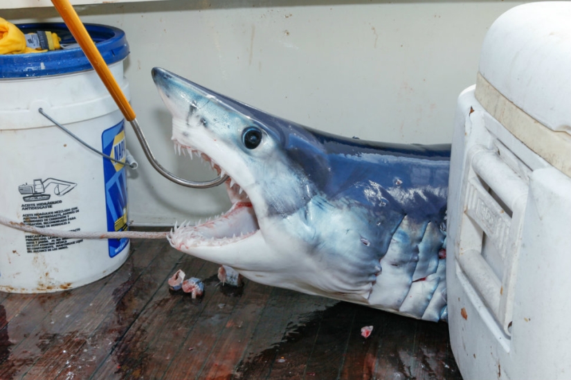Captura, pez grande: la belleza y el horror del campeonato de pesca de tiburones monstruosos