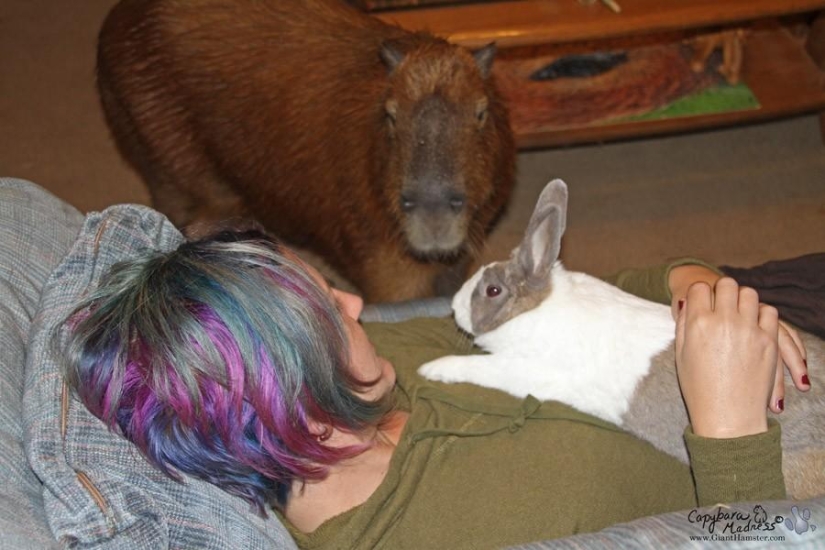 Capybaras are just adorable