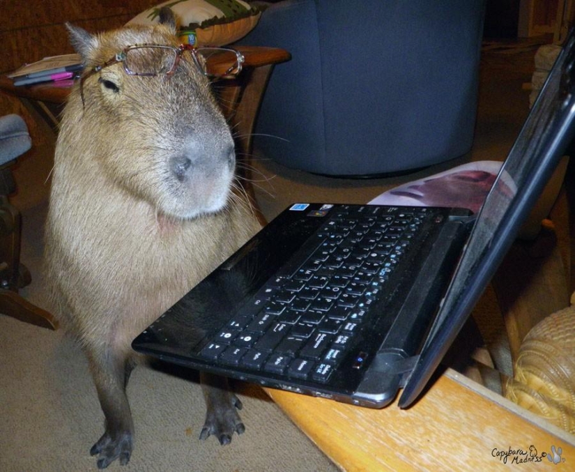 Capybaras are just adorable