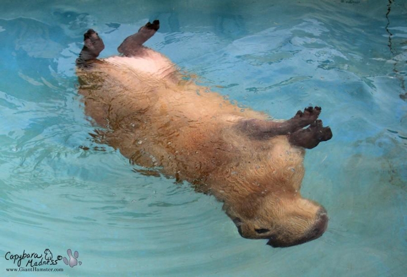 Capybaras are just adorable