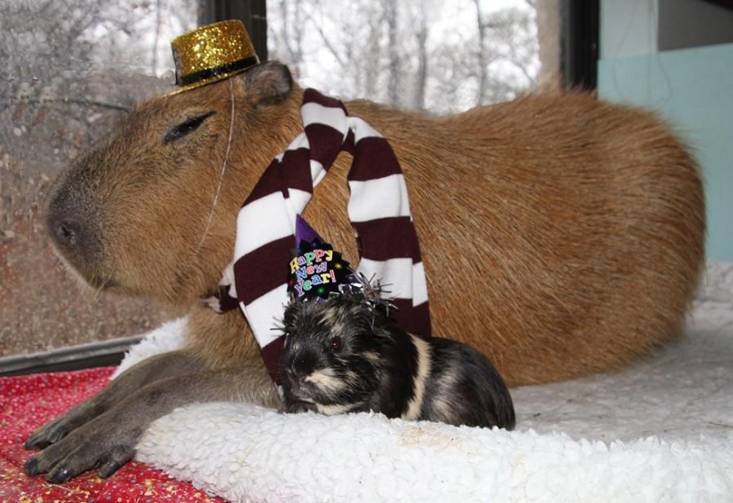 Capybaras are just adorable