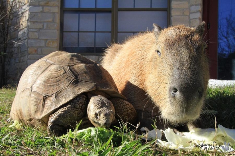 Capybaras are just adorable