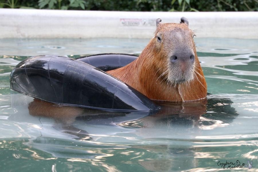 Capybaras are just adorable