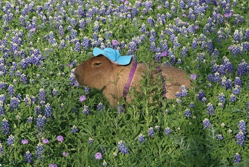 Capybaras are just adorable