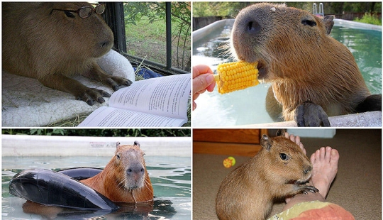 Capybaras are just adorable