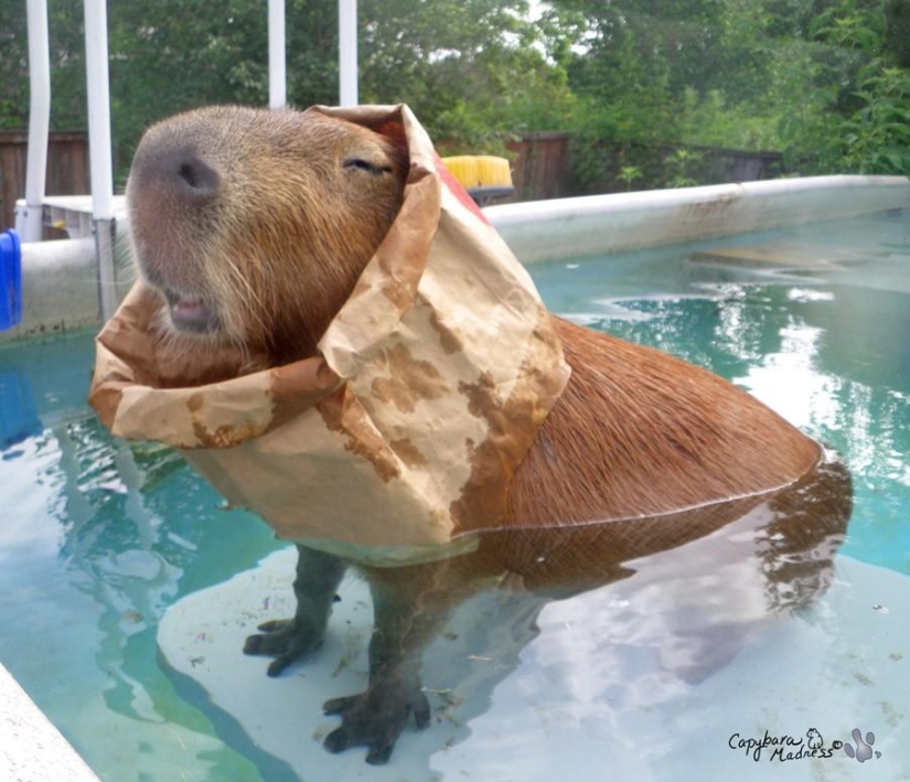 Capybaras are just adorable