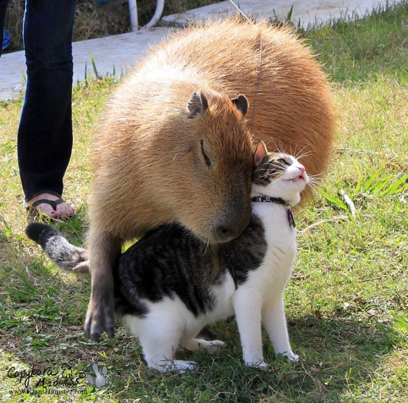 Capybaras are just adorable