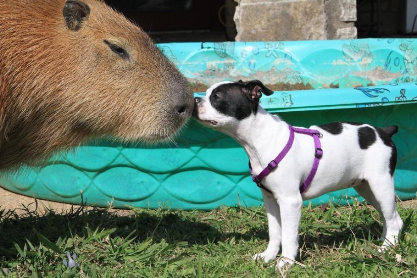 Capybaras are just adorable