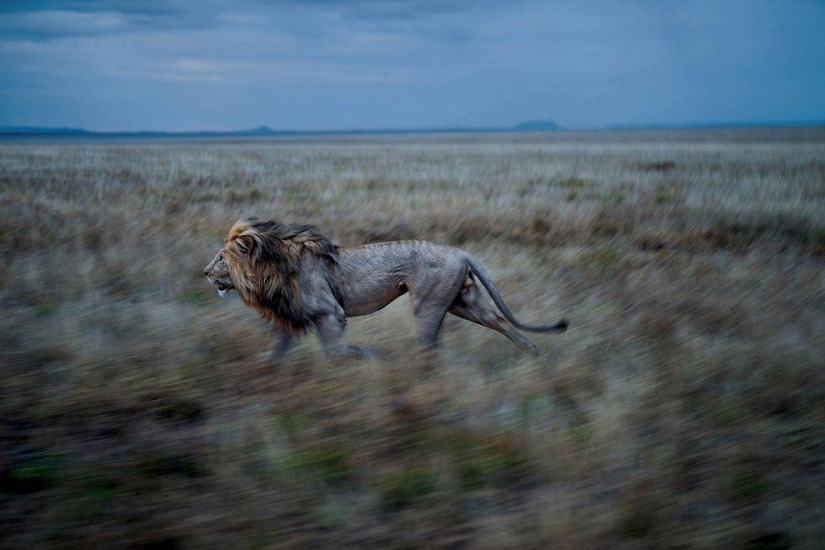 Cara a cara con el león