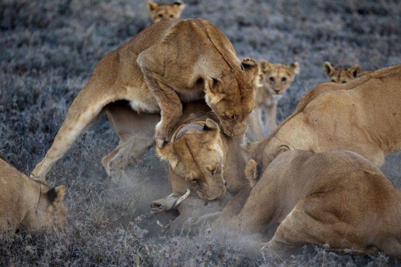 Cara a cara con el león