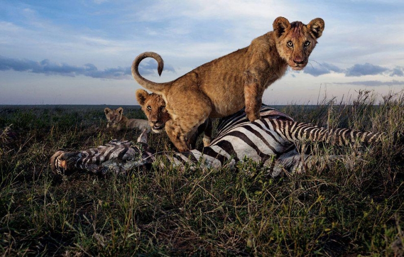 Cara a cara con el león