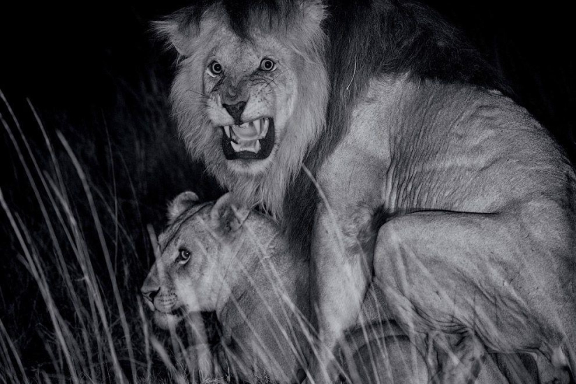 Cara a cara con el león