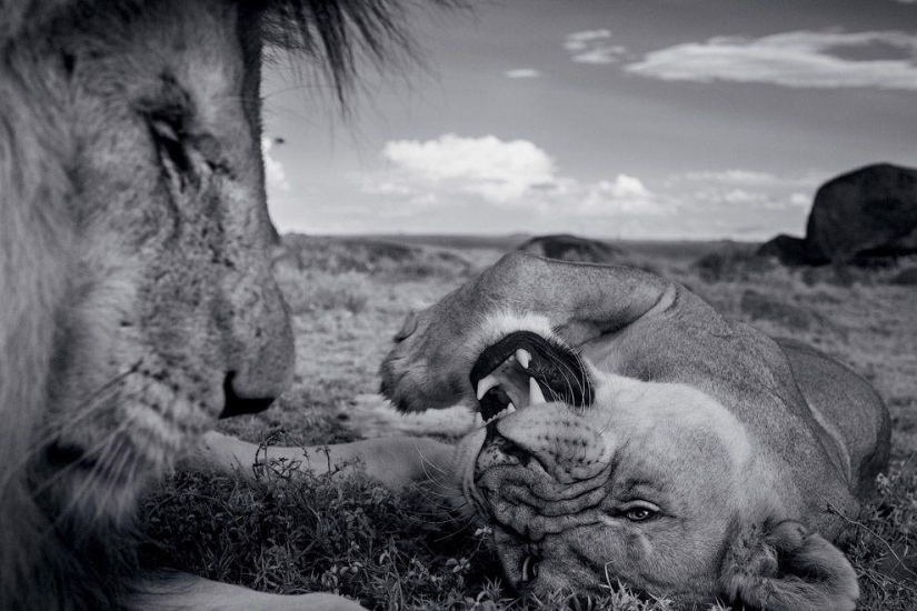 Cara a cara con el león