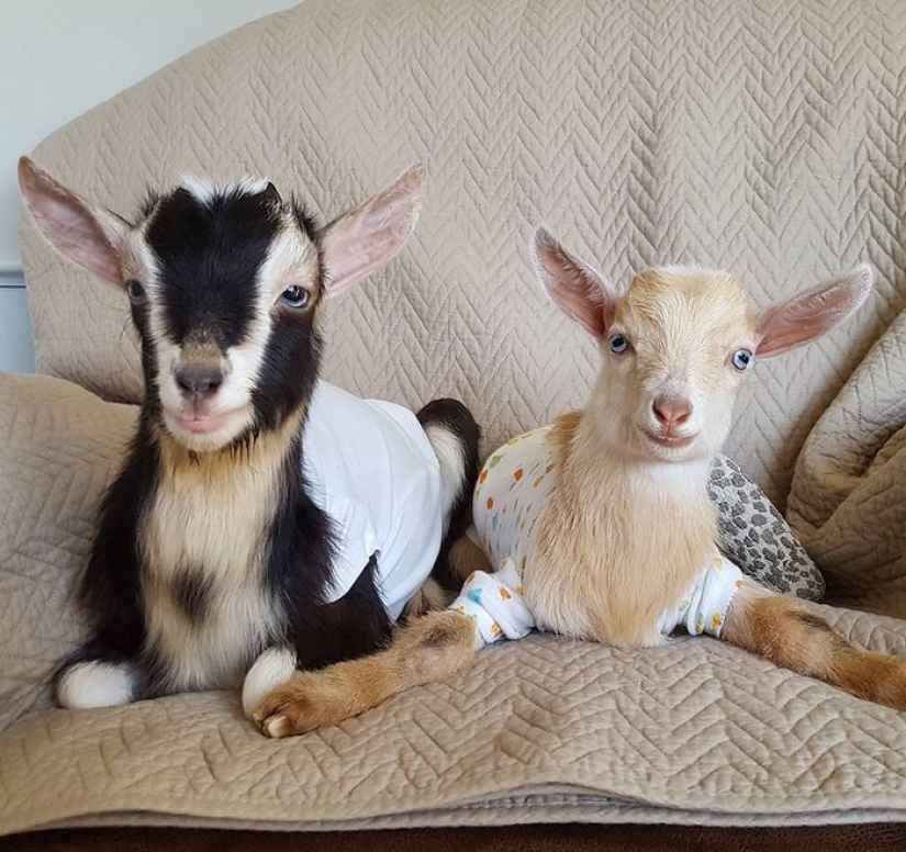 Careerist quit hard work to raise orphaned goats
