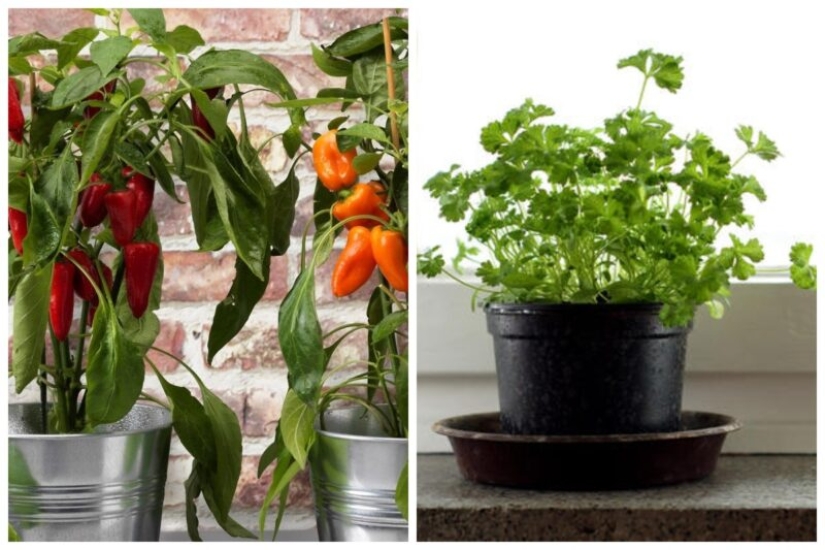 Casa de huerta: 7 delicioso y saludable de las plantas que pueden ser cultivadas en el alféizar de la ventana